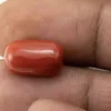 Red Coral (Moonga) 7.51 Carat / 8.25 Ratti - Size Reference