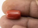 Red Coral (Moonga) 7.51 Carat / 8.25 Ratti - Size Reference