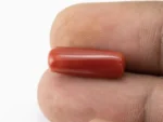 Red Coral (Moonga) 7.755 Carat / 8.522 Ratti - Size Reference