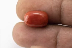 Red Coral (Moonga) 7.95 Carat / 8.74 Ratti - Size Reference