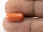 Red Coral (Moonga) 8.07 Carat / 8.87 Ratti - Size Reference