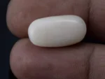 White Coral Stone 12.24 Ratti - 11.14 Carat Safed Moonga Size Reference