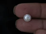 Cultured Pearl Stone (Moti Ratna) 3.43 Carat (3.77 Ratti) - In palm