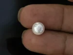Cultured Pearl Stone (Moti Ratna) 3.58 Carat (3.93 Ratti) - In palm
