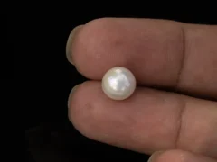 Cultured Pearl Stone (Moti Ratna) – 4.24 Carat (4.66 Ratti) - In palm