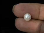 Cultured Pearl Stone (Moti Ratna) 4.44 Carat (4.88 Ratti) - In palm