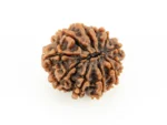 Original 10 Mukhi Rudraksha Nepali back view