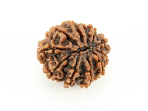 Original 10 Mukhi Rudraksha Nepali back view