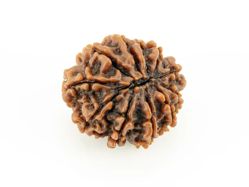 Original 10 Mukhi Rudraksha Nepali back view