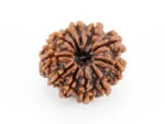 Original 10 Mukhi Rudraksha Nepali front view