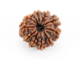 Original 10 Mukhi Rudraksha Nepali front view