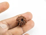 10 Mukhi Rudraksha Nepali in hand size reference