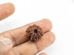 10 Mukhi Rudraksha Nepali in hand size reference