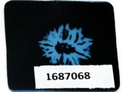 10 Mukhi Rudraksha X-Ray Image – Internal Structure Showing Ten Natural Mukhis from Nepali Origin