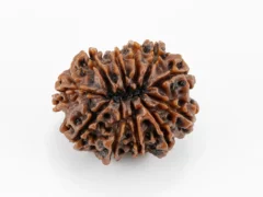 Original 11 Mukhi Rudraksha Nepali back view