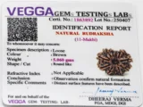 11 Mukhi Rudraksha Nepali Authenticity Certificate – Verified by ISO Certified Gem Lab