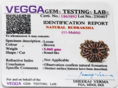 11 Mukhi Rudraksha Nepali Authenticity Certificate – Verified by ISO Certified Gem Lab