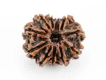 Original 11 Mukhi Rudraksha Nepali front view