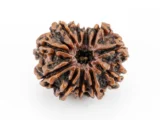 Original 11 Mukhi Rudraksha Nepali front view