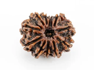 Original 11 Mukhi Rudraksha Nepali front view