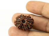 11 Mukhi Rudraksha Nepali bead in hand size reference