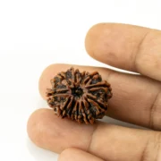 11 Mukhi Rudraksha Nepali bead in hand size reference