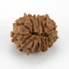 Original 12 Mukhi Rudraksha Nepali back view