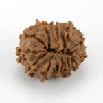 Original 12 Mukhi Rudraksha Nepali back view