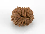 Original 12 Mukhi Rudraksha Nepali back view