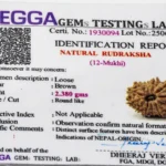 12 Mukhi Rudraksha Certificate – Nepali Origin, Lab-Tested and ISO Certified