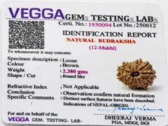 12 Mukhi Rudraksha Certificate – Nepali Origin, Lab-Tested and ISO Certified