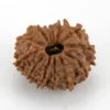 Original 12 Mukhi Rudraksha Nepali front view
