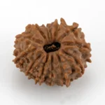 Original 12 Mukhi Rudraksha Nepali front view