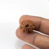 12 Mukhi Rudraksha Nepali bead in hand size reference