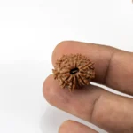 12 Mukhi Rudraksha Nepali bead in hand size reference