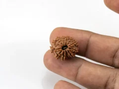 12 Mukhi Rudraksha Nepali bead in hand size reference