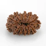 Original 13 Mukhi Rudraksha Nepali back view