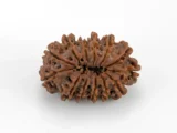Original 13 Mukhi Rudraksha Nepali back view