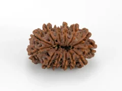 Original 13 Mukhi Rudraksha Nepali back view