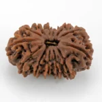 Original 13 Mukhi Rudraksha Nepali front view