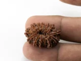 13 Mukhi Rudraksha Nepali bead in hand size reference