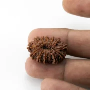 13 Mukhi Rudraksha Nepali bead in hand size reference