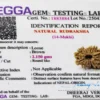 14 Mukhi Rudraksha Nepali Lab Certificate – Verified by ISO Accredited Gemological Laboratory