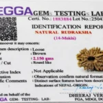 14 Mukhi Rudraksha Nepali Lab Certificate – Verified by ISO Accredited Gemological Laboratory