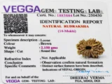 14 Mukhi Rudraksha Nepali Lab Certificate – Verified by ISO Accredited Gemological Laboratory