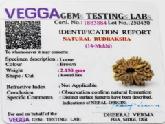 14 Mukhi Rudraksha Nepali Lab Certificate – Verified by ISO Accredited Gemological Laboratory