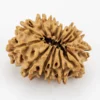 Original 14 Mukhi Rudraksha Nepali back view