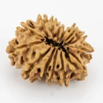 Original 14 Mukhi Rudraksha Nepali back view
