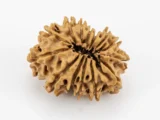 Original 14 Mukhi Rudraksha Nepali back view