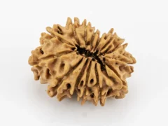 Original 14 Mukhi Rudraksha Nepali back view